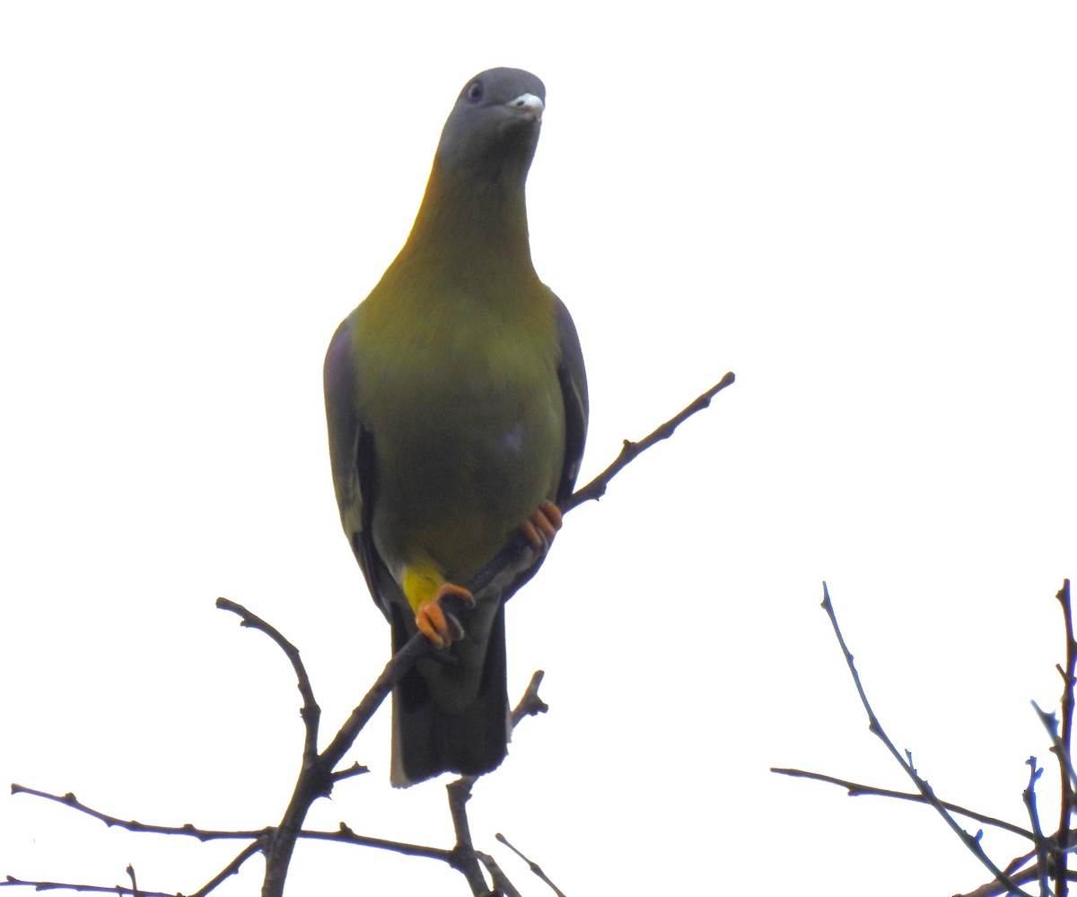 Yellow-footed Green-Pigeon - ML615531827