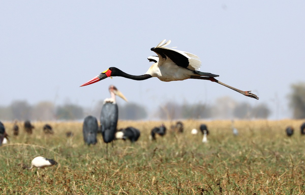 Saddle-billed Stork - ML615531848