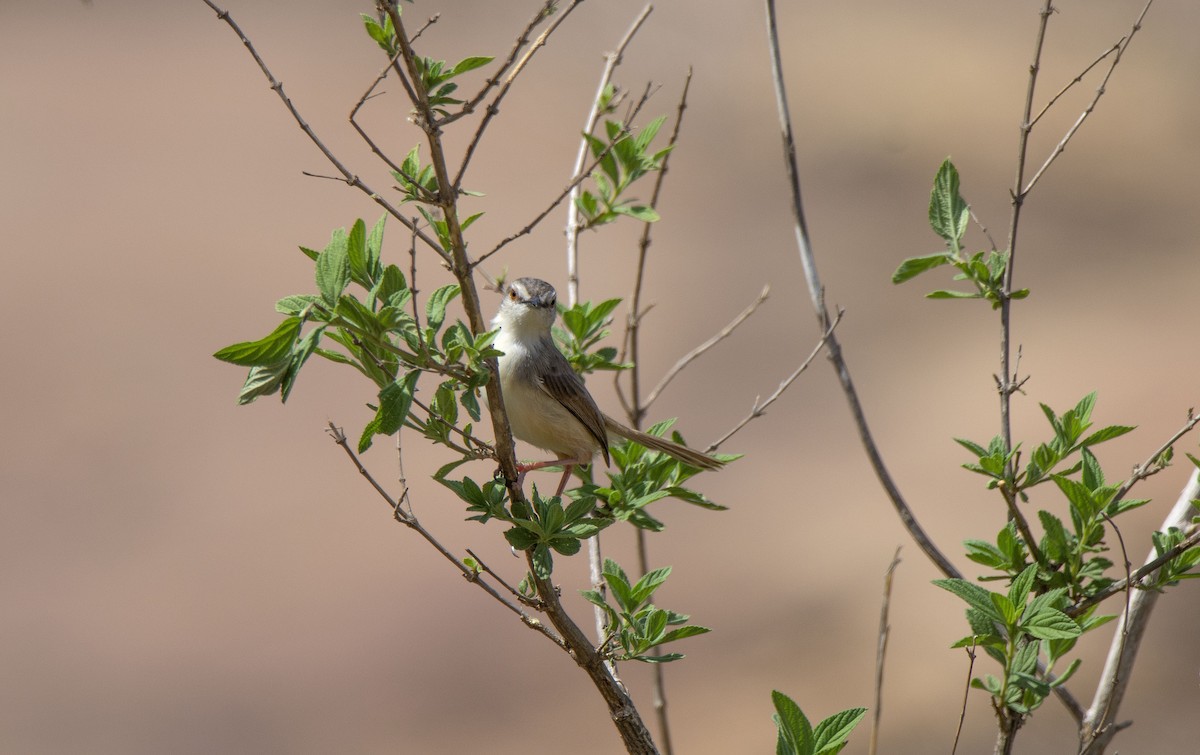 Tawny-flanked Prinia - ML615531874