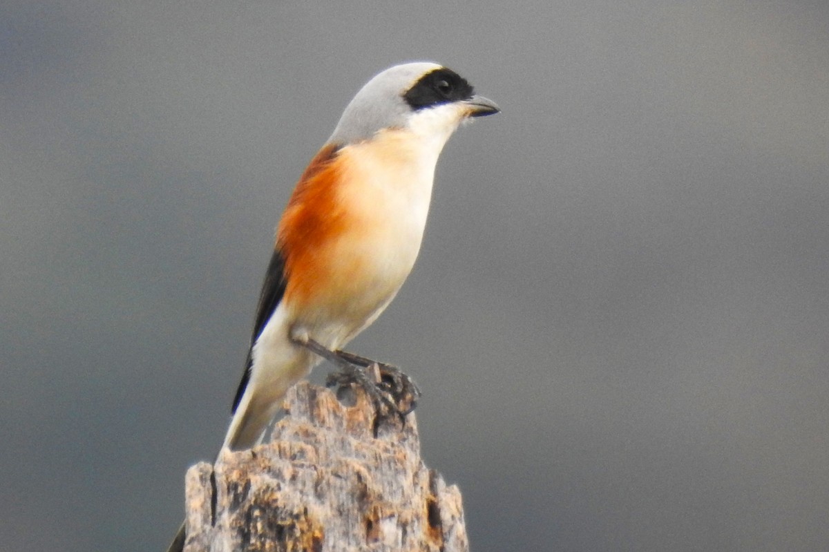 Bay-backed Shrike - G Parameswaran