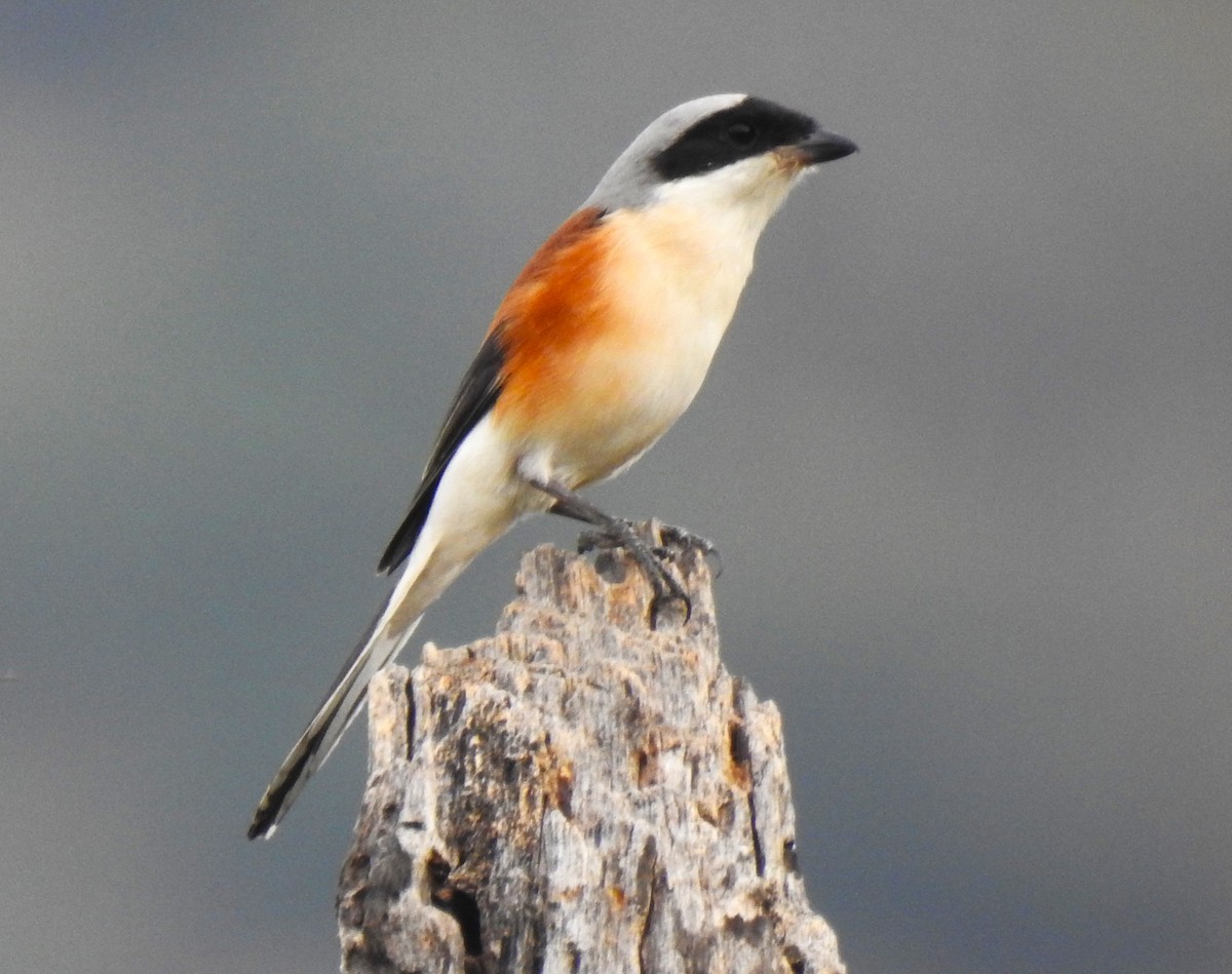 Bay-backed Shrike - ML615531898