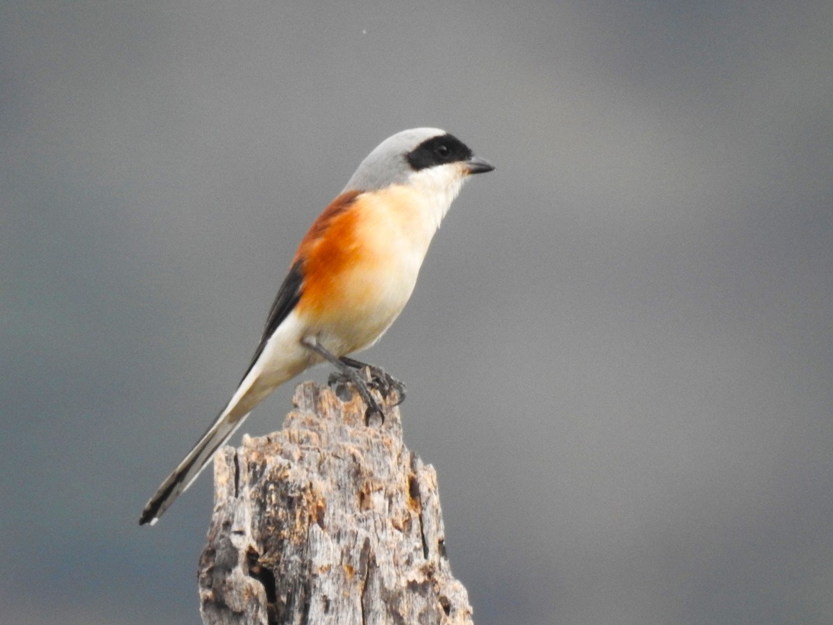 Bay-backed Shrike - ML615531899