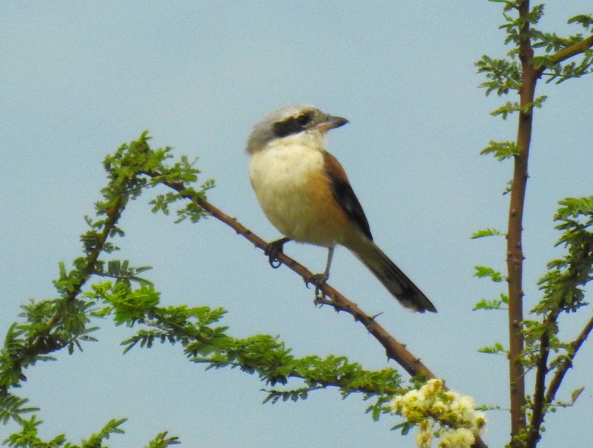 Bay-backed Shrike - G Parameswaran