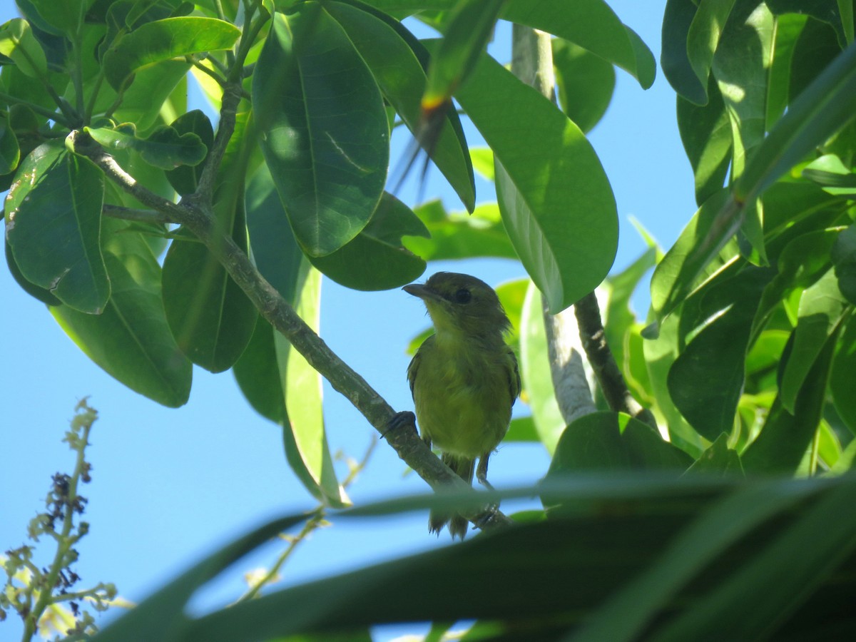 Mangrovevireo - ML615531910