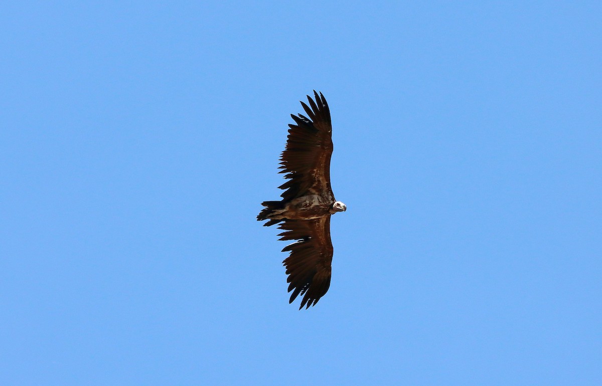 Lappet-faced Vulture - Julien Birard