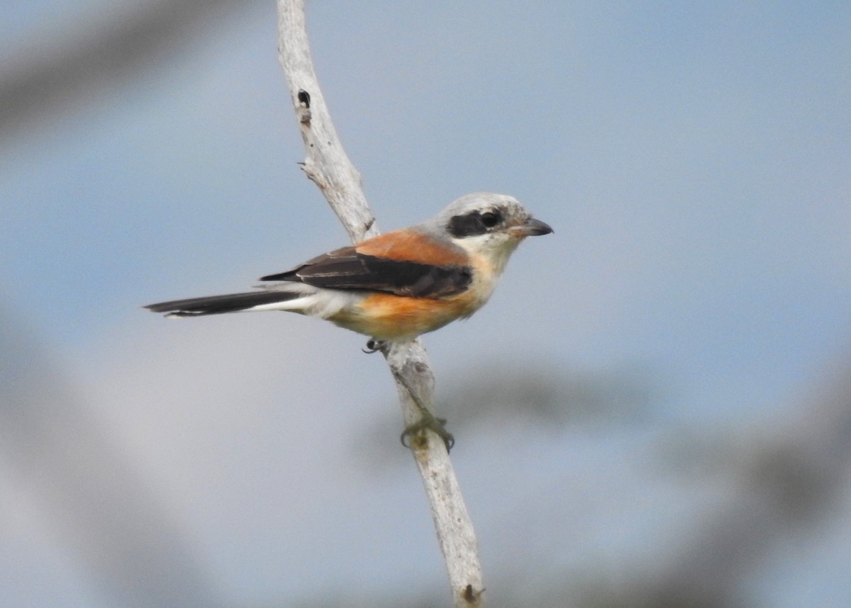 Bay-backed Shrike - ML615531934