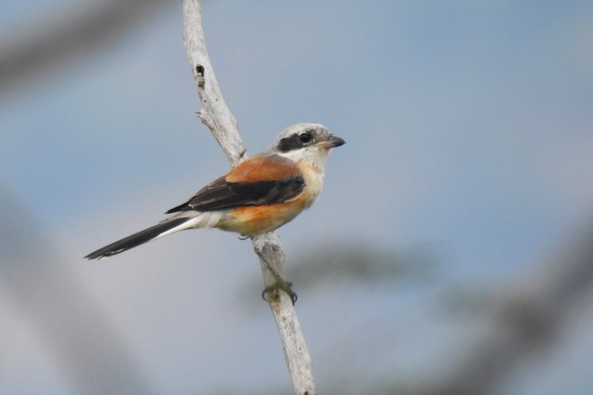 Bay-backed Shrike - ML615531935