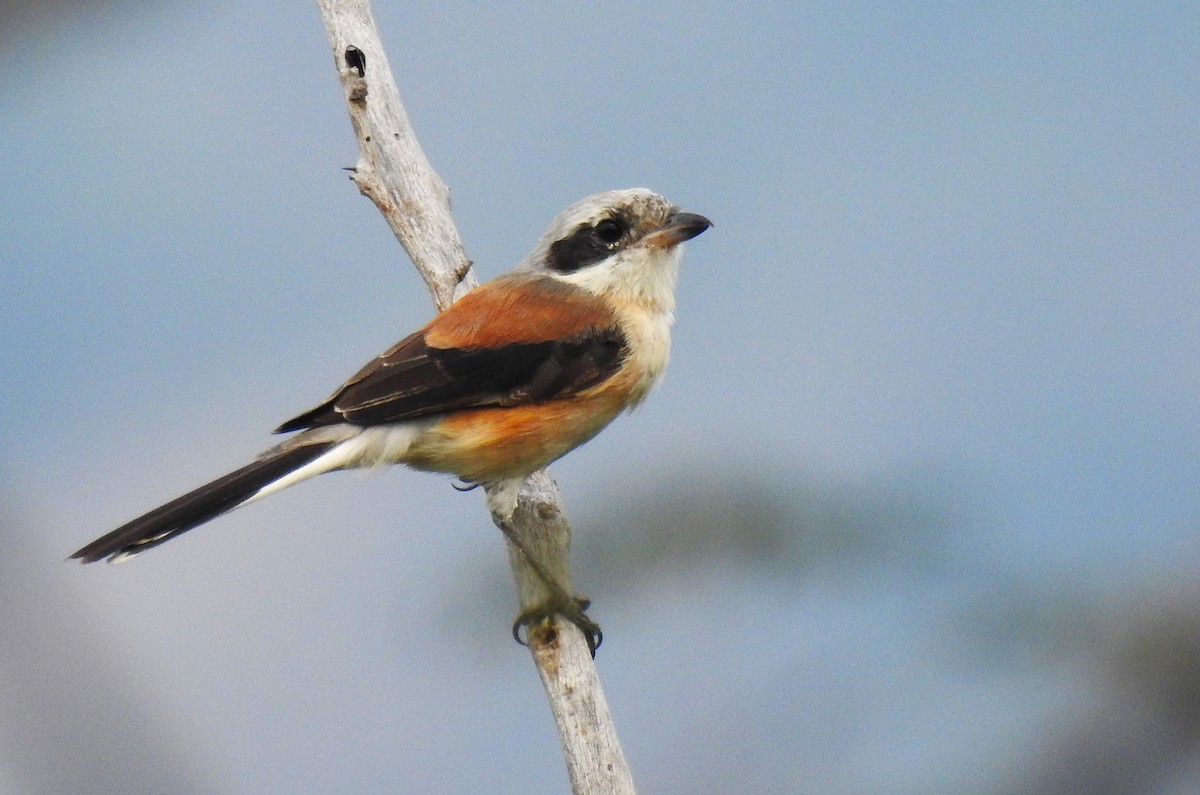 Bay-backed Shrike - G Parameswaran