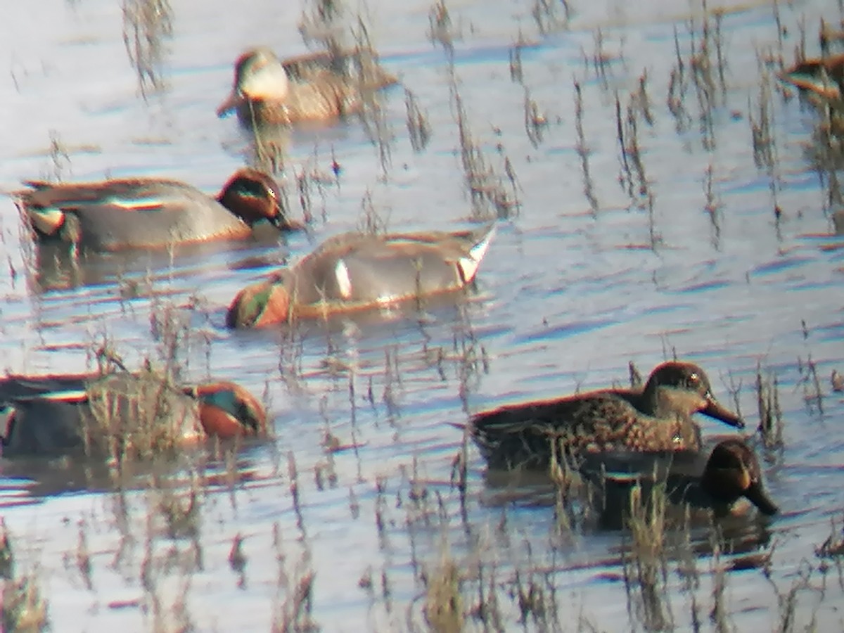 Green-winged Teal (American) - ML615531986