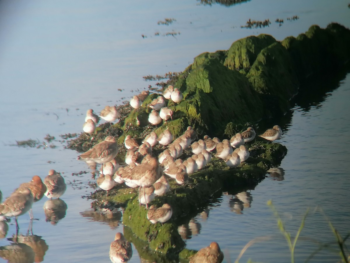 Dunlin - ML615532005