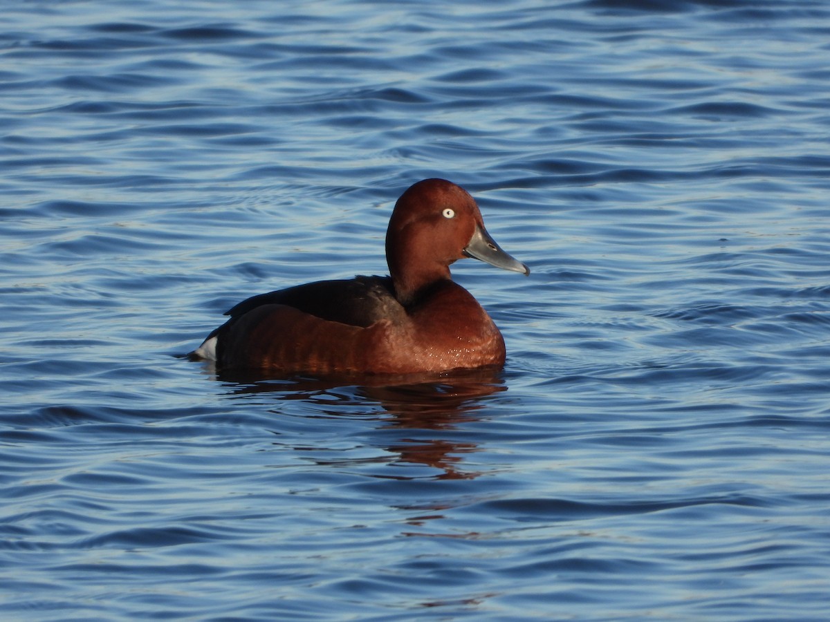 Ferruginous Duck - ML615532006