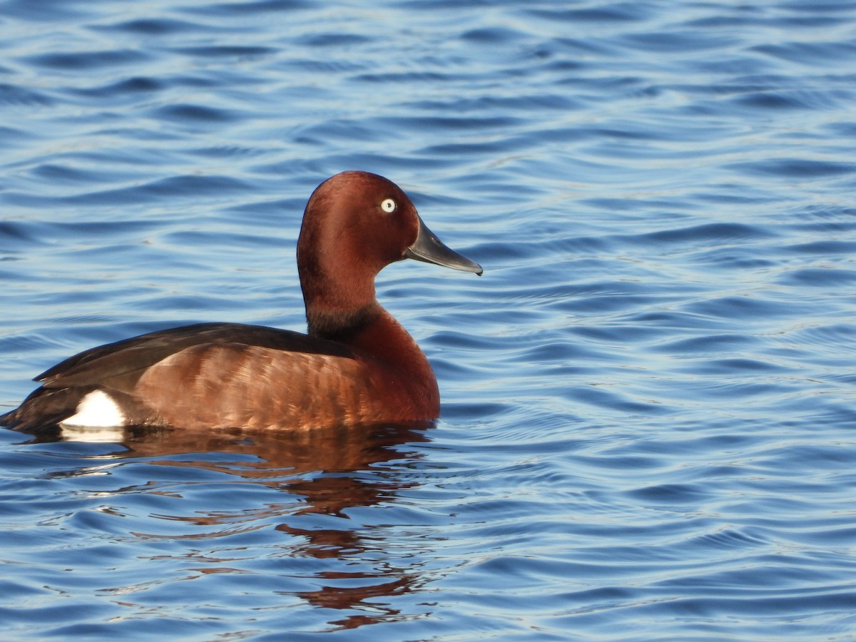 Ferruginous Duck - ML615532007