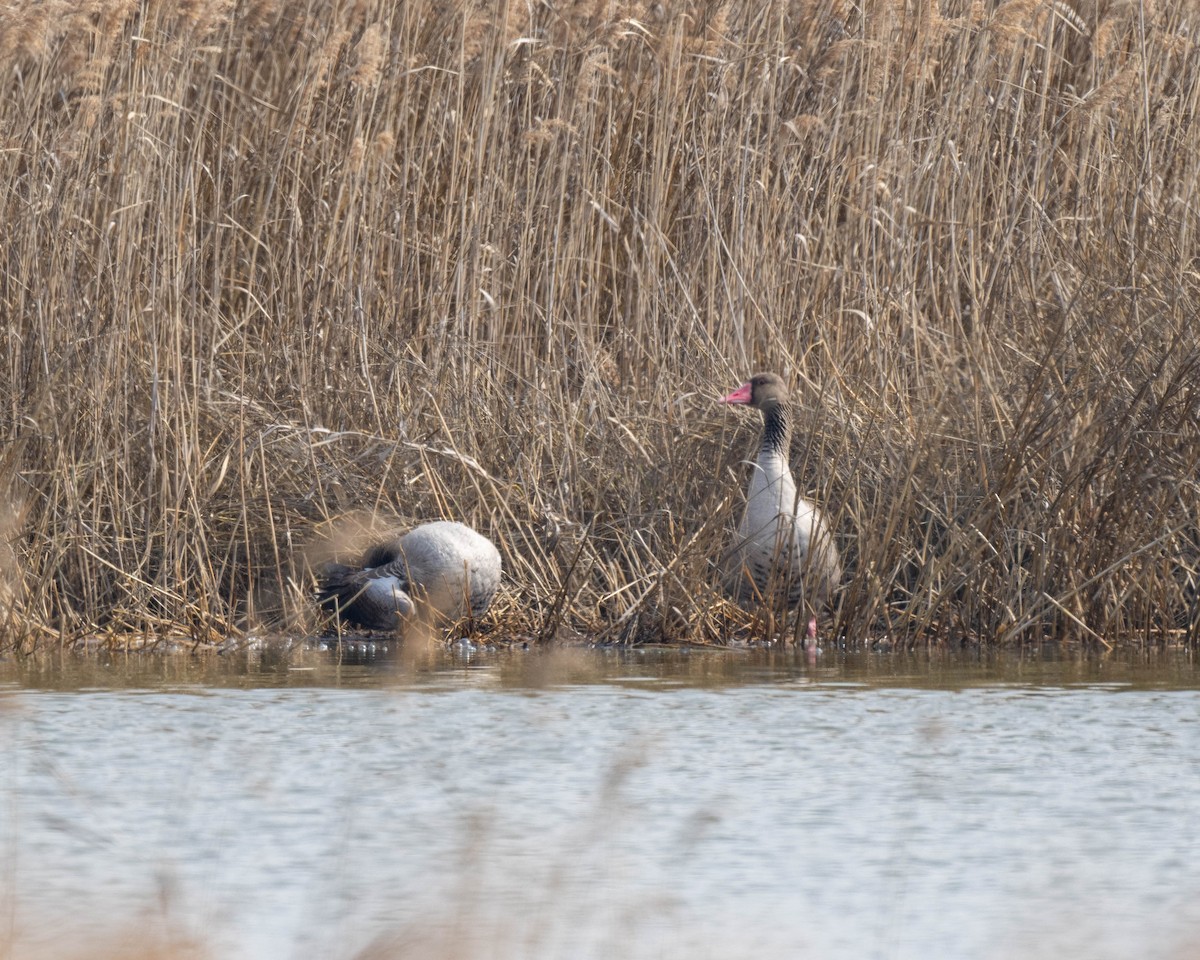 ハイイロガン（rubrirostris） - ML615532014