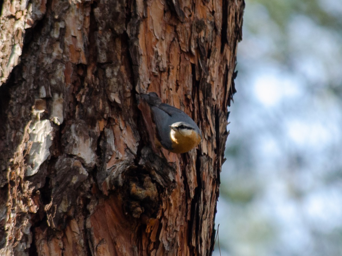 Eurasian Nuthatch - ML615532031