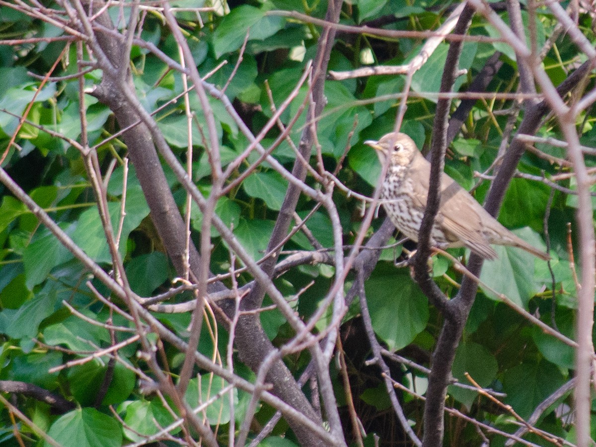 Song Thrush - ML615532043