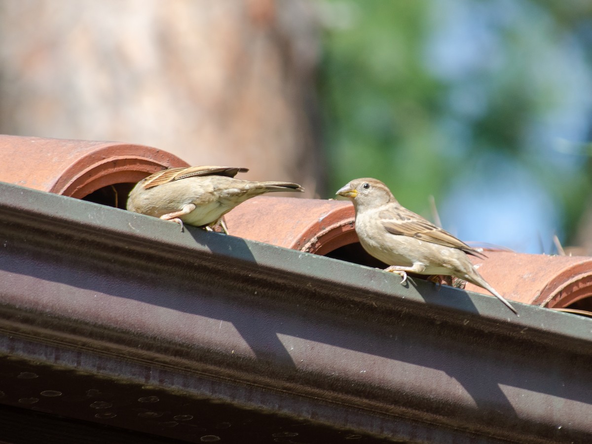 House Sparrow - ML615532044