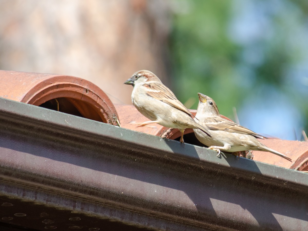 House Sparrow - ML615532051