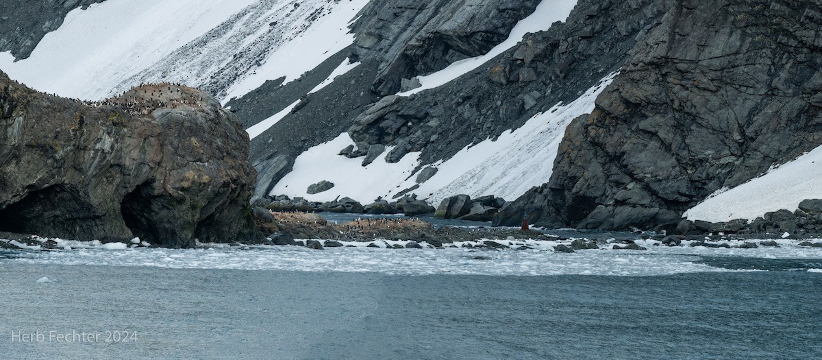 Chinstrap Penguin - ML615532091