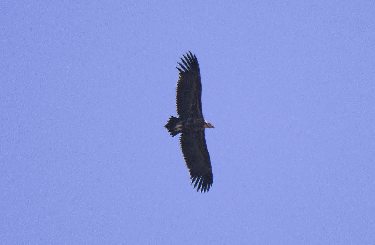 Lappet-faced Vulture - ML615532093