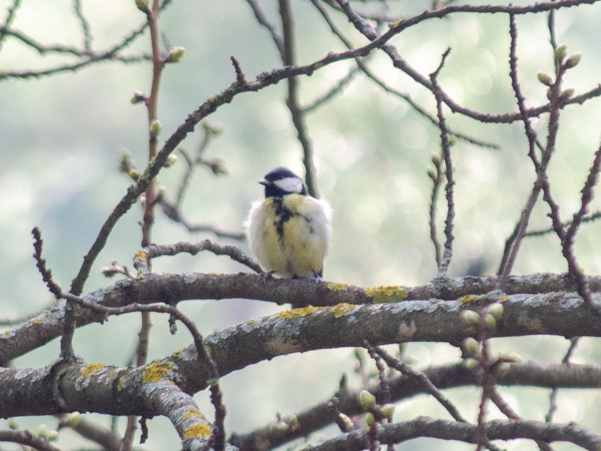 Great Tit - ML615532100