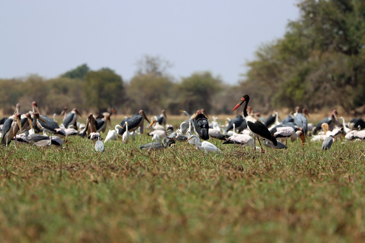 Saddle-billed Stork - ML615532109