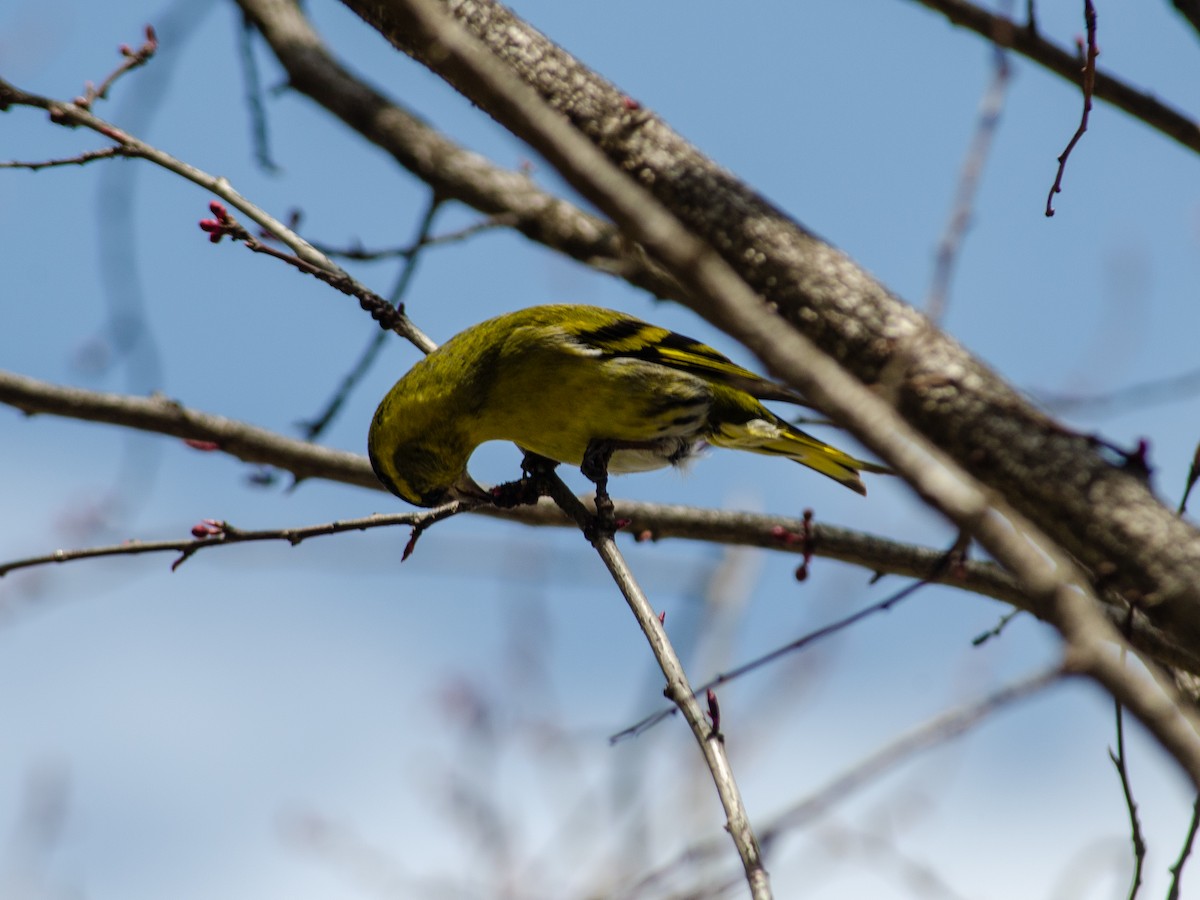 Eurasian Siskin - ML615532115