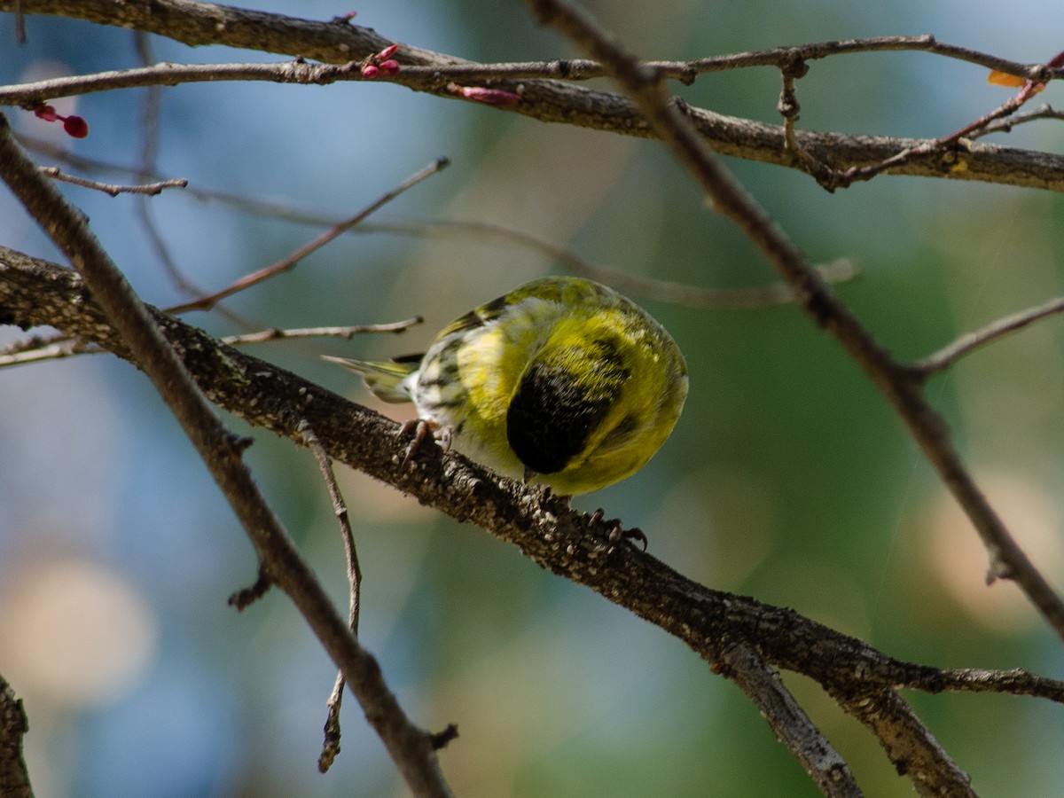 Eurasian Siskin - ML615532124