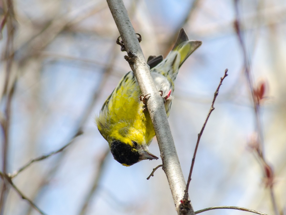 Eurasian Siskin - Muammer Ülker