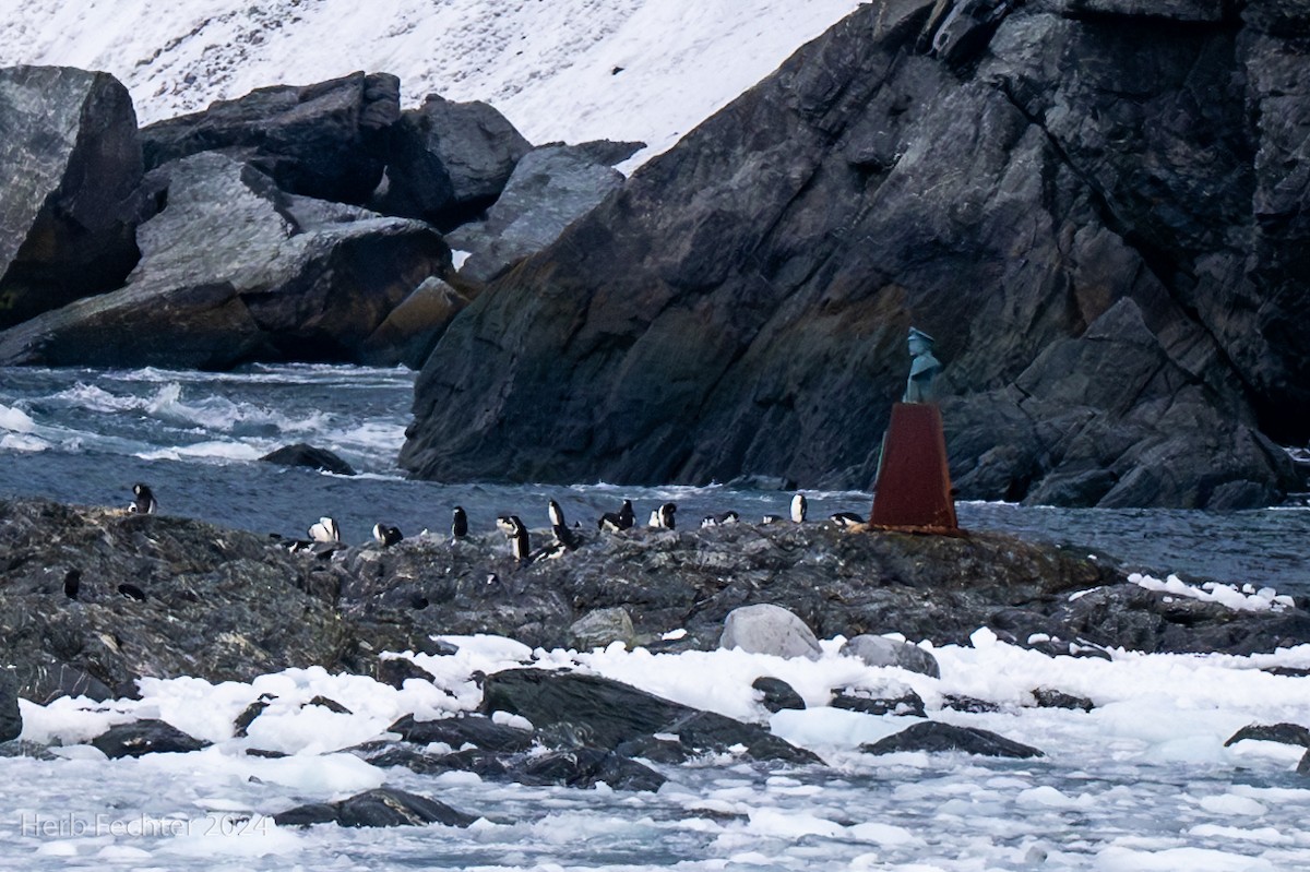 Chinstrap Penguin - ML615532127