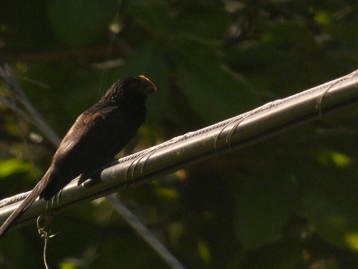 Smooth-billed Ani - ML615532131