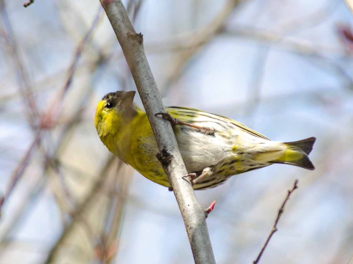 Eurasian Siskin - ML615532133