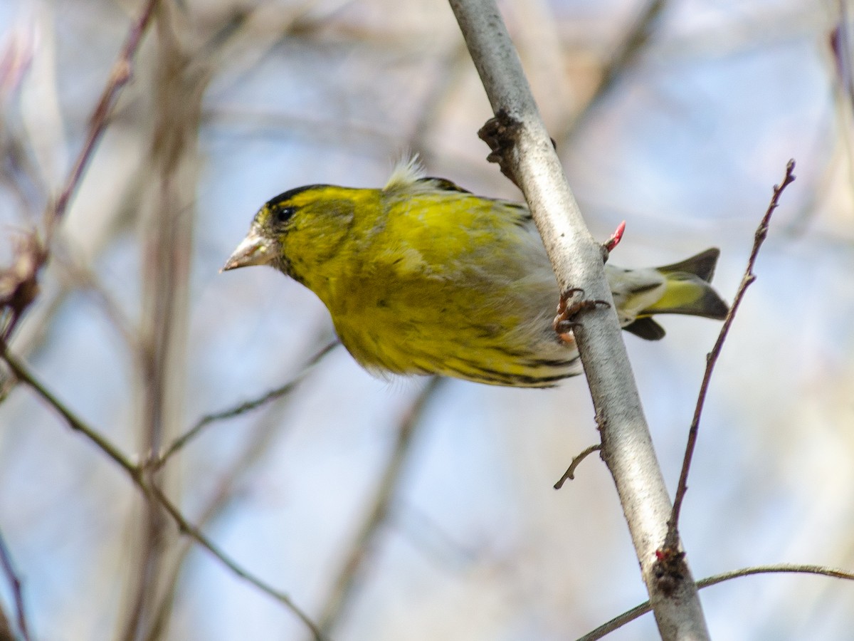 Eurasian Siskin - ML615532138