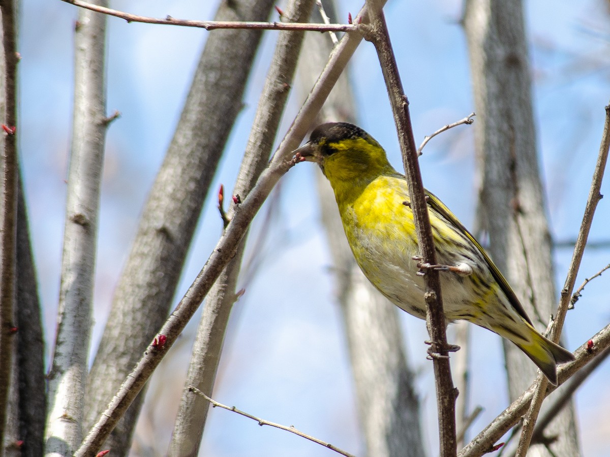 Eurasian Siskin - ML615532140