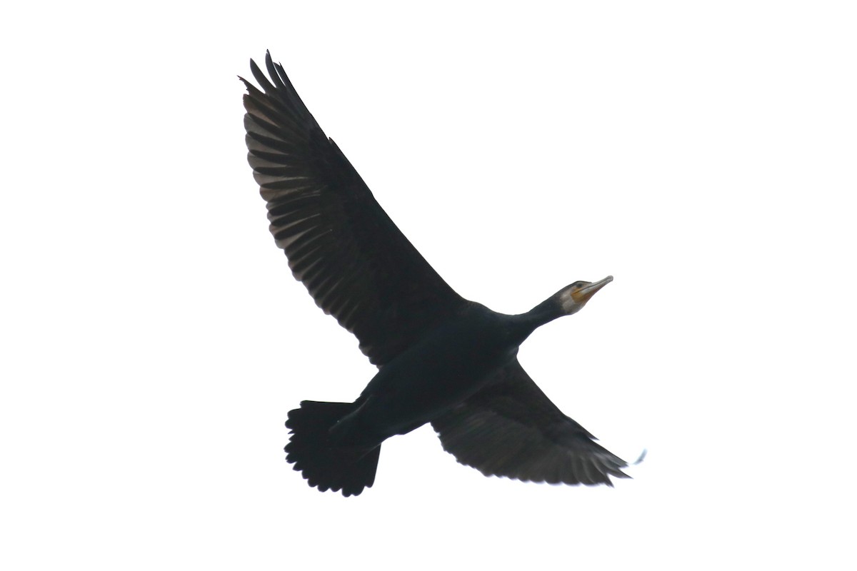 Great Cormorant - Jan Roedolf