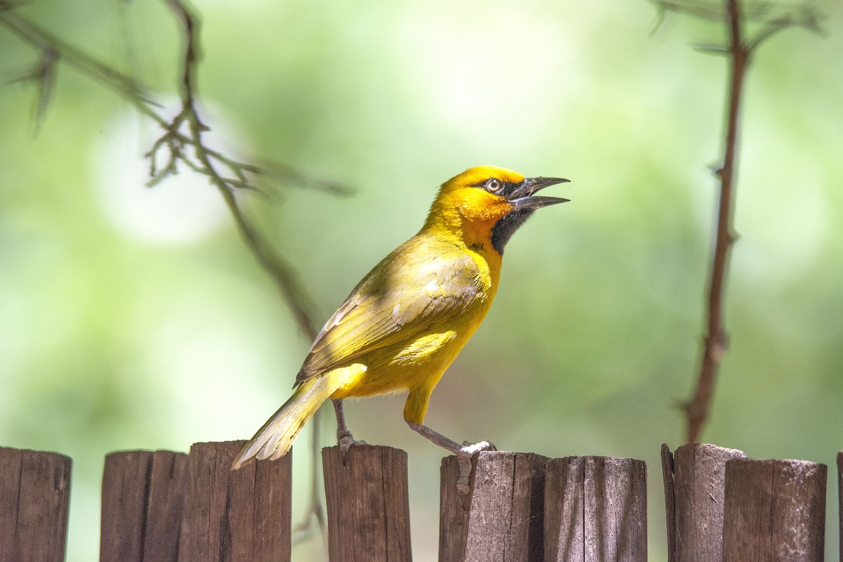 Spectacled Weaver (Black-throated) - ML615532145