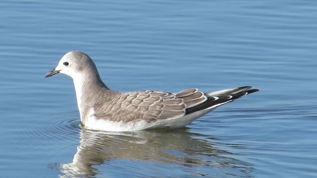 Sabine's Gull - ML615532148