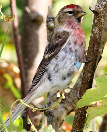 Redpoll (Common/Lesser) - ML615532199