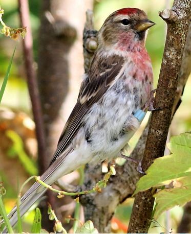 Common/Lesser Redpoll - ML615532199