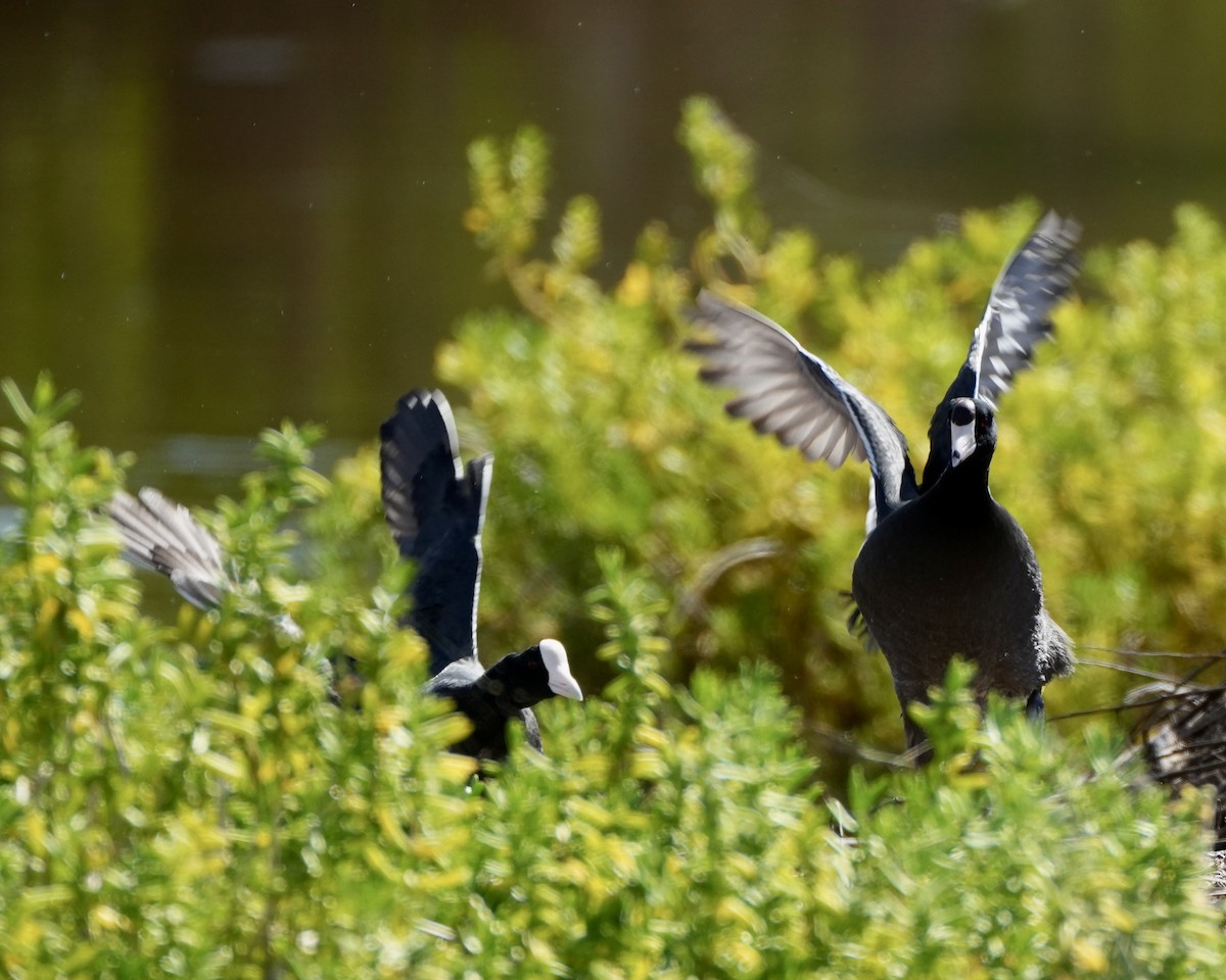 Hawaiian Coot - Charlene Fan