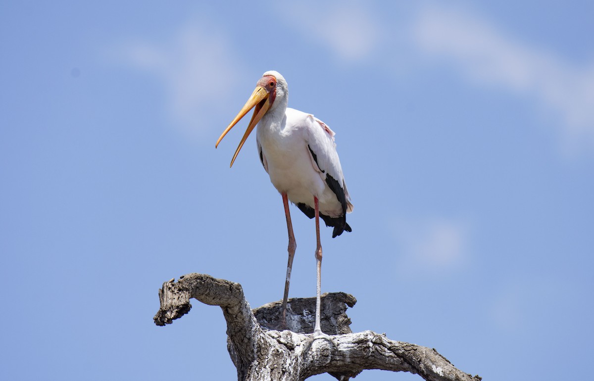 Yellow-billed Stork - Antonio Ceballos Barbancho