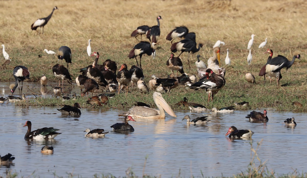 Pink-backed Pelican - Julien Birard