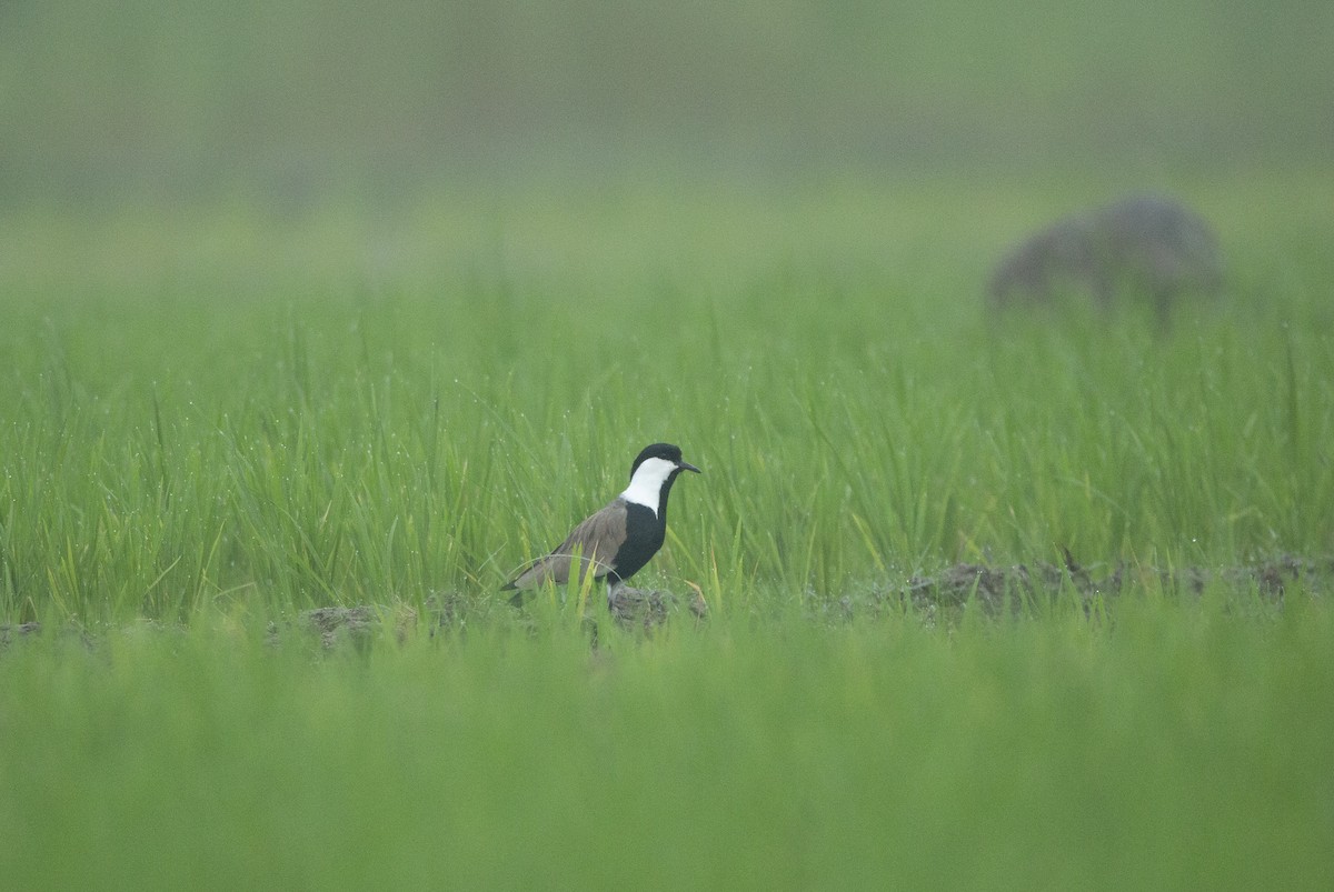 Spur-winged Lapwing - Hari Krishna  Adepu