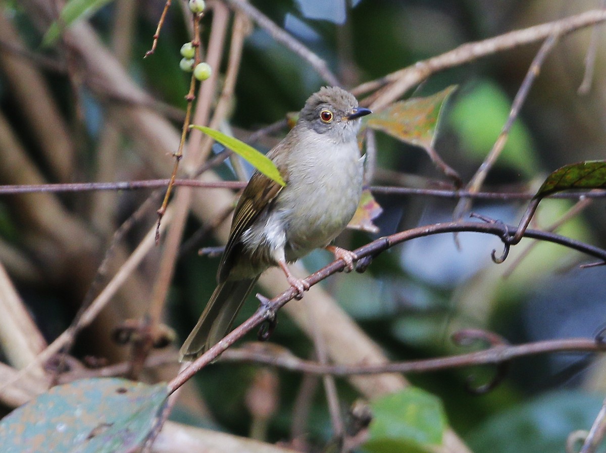 Spectacled Bulbul - ML615532323