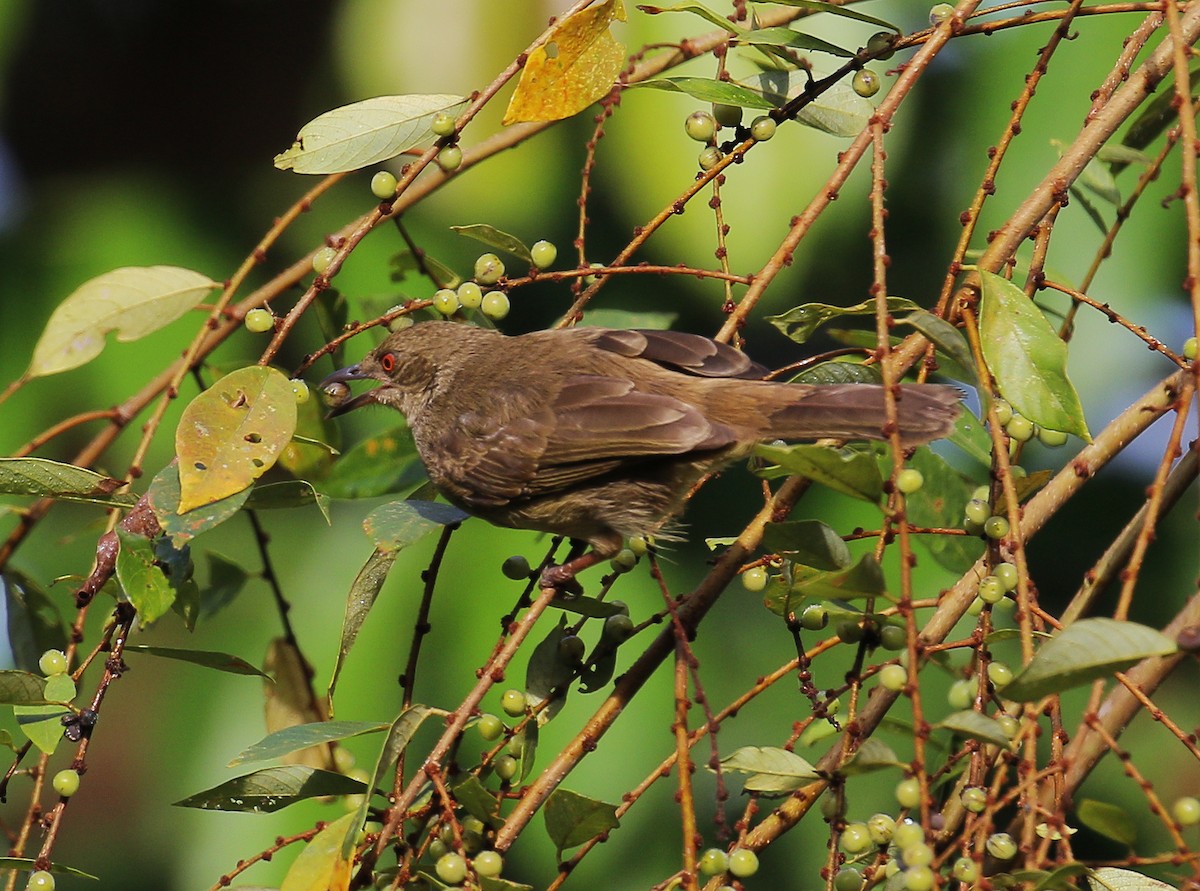 Red-eyed Bulbul - Neoh Hor Kee