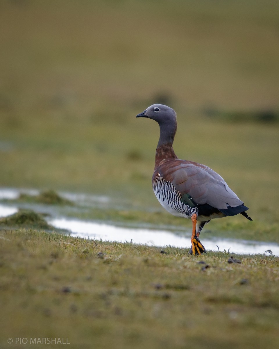 Ashy-headed Goose - ML615532350