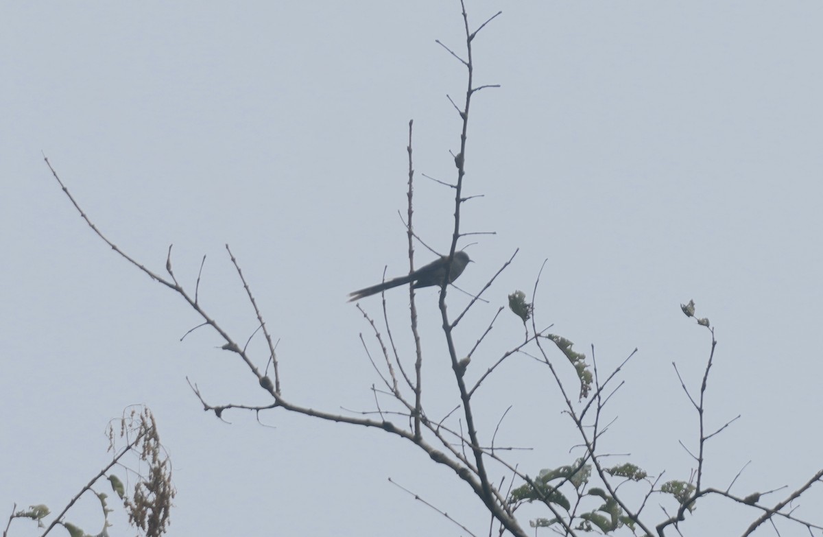 Long-tailed Sibia - Sudip Simha