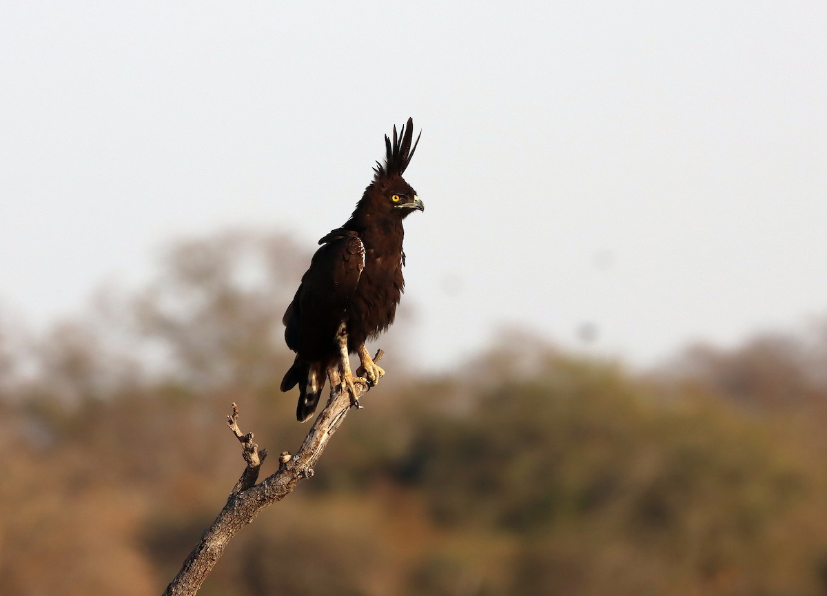 Long-crested Eagle - Julien Birard