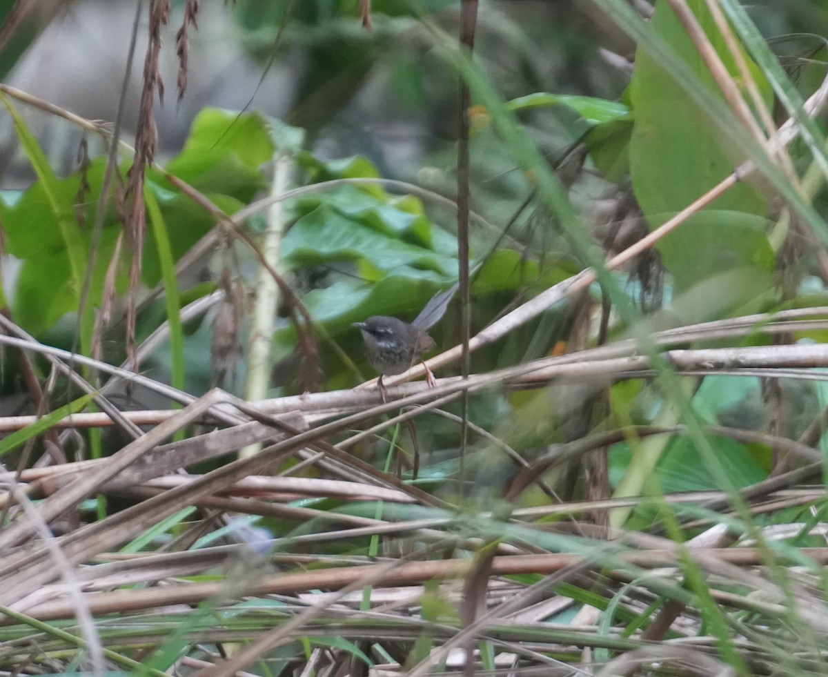 Hill Prinia - ML615532398