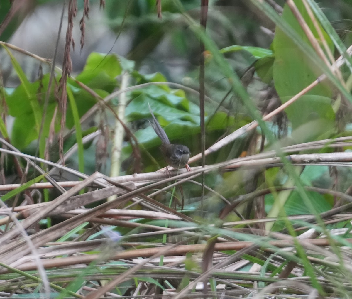 Hill Prinia - ML615532407