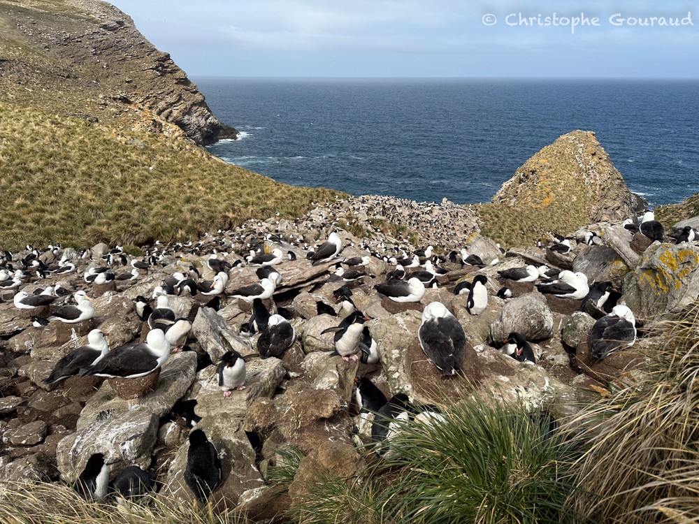 Southern Rockhopper Penguin (Western) - ML615532423